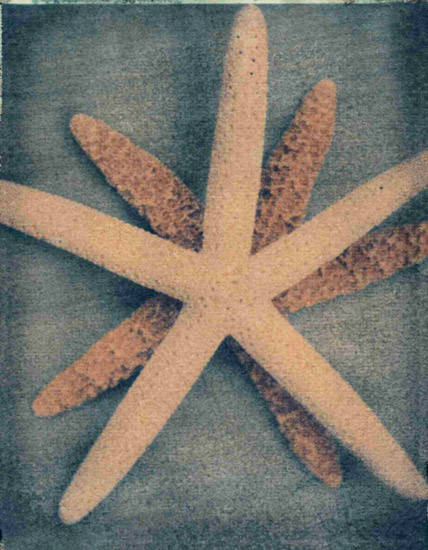 Compatible Still Life for Jahrriesnge starfish-lpf00176 Compatible Still Life Jahrriesnge for starfish-lpf00176