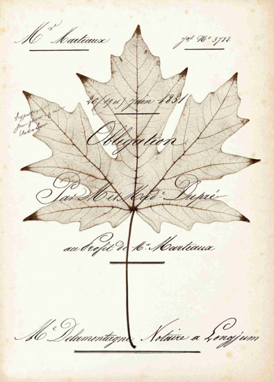 Compatible Still Life for Jahrriesnge leaf-lpf00490 Compatible Still Life Jahrriesnge for leaf-lpf00490