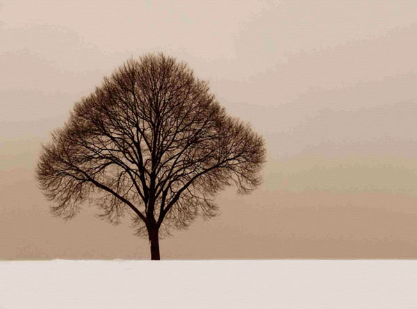 Compatible Landscape for JAHRRIESNGE trees-lpf00758 Compatible Landscape JAHRRIESNGE for trees-lpf00758