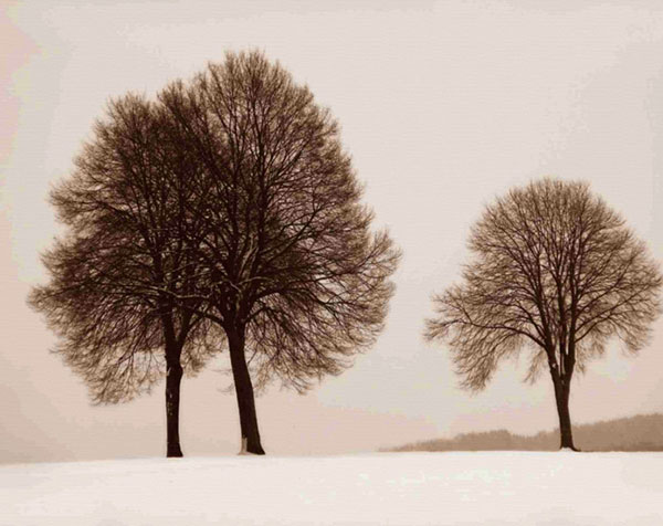 Compatible Landscape for JAHRRIESNGE trees-lpf00760 Compatible Landscape JAHRRIESNGE for trees-lpf00760