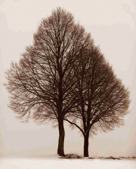 Compatible Landscape for JAHRRIESNGE trees-lpf00761 Compatible Landscape JAHRRIESNGE for trees-lpf00761