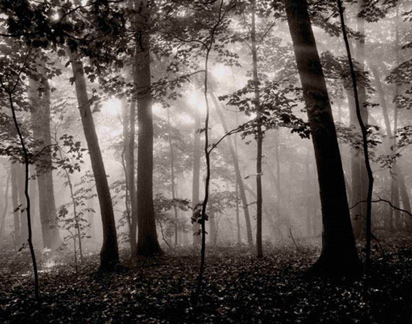 Compatible Landscape Jahrriesnge  for forest-lpf00763 