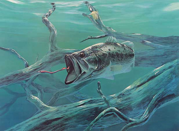 Compatible Animals for Jahrriesnge fish-lpf02522 Compatible Animals Jahrriesnge for fish-lpf02522