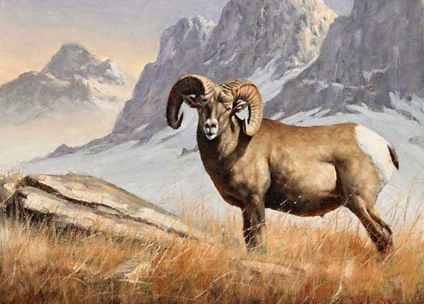 Compatible Animals for Jahrriesnge bighorn-sheep-lpf02546 Compatible Animals Jahrriesnge for bighorn-sheep-lpf02546