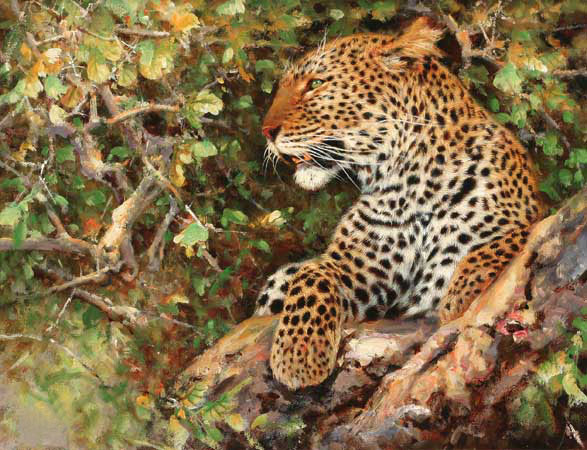 Compatible Animals for Jahrriesnge leopard-lpf02565 Compatible Animals Jahrriesnge for leopard-lpf02565