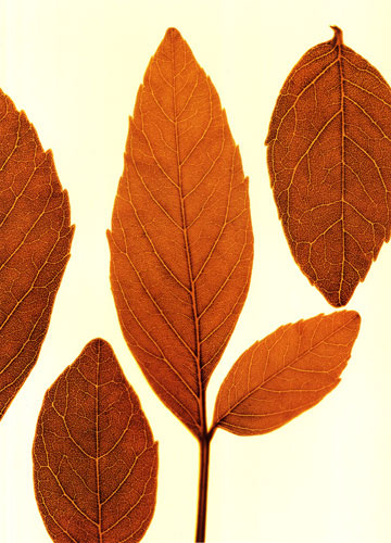 Compatible Floral for JAHRRIESNGE leaves lpf04762 Compatible Floral JAHRRIESNGE for leaves lpf04762