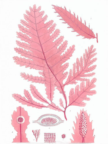 Compatible Floral for JAHRRIESNGE flowers lpf04836 Compatible Floral JAHRRIESNGE for flowers lpf04836