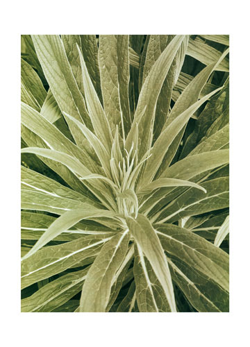 Compatible Floral for JAHRRIESNGE flowers lpf04865 Compatible Floral JAHRRIESNGE for flowers lpf04865