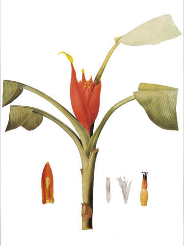 Compatible Floral for JAHRRIESNGE flowers lpf04902 Compatible Floral JAHRRIESNGE for flowers lpf04902