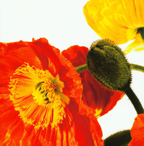 Compatible Floral for JAHRRIESNGE flowers lpf04990 Compatible Floral JAHRRIESNGE for flowers lpf04990