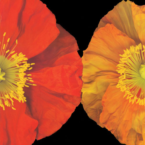 Compatible Floral for JAHRRIESNGE flower lpf05048 Compatible Floral JAHRRIESNGE for flower lpf05048