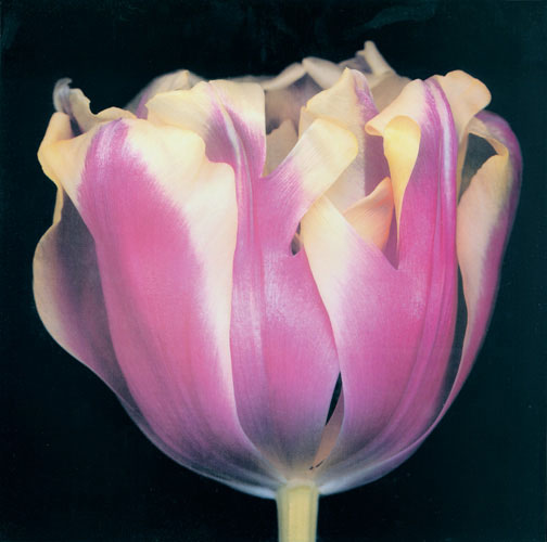 Compatible Floral for JAHRRIESNGE flowers lpf05420 Compatible Floral JAHRRIESNGE for flowers lpf05420