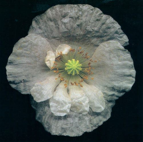 Compatible Floral for JAHRRIESNGE flowers lpf05422 Compatible Floral JAHRRIESNGE for flowers lpf05422