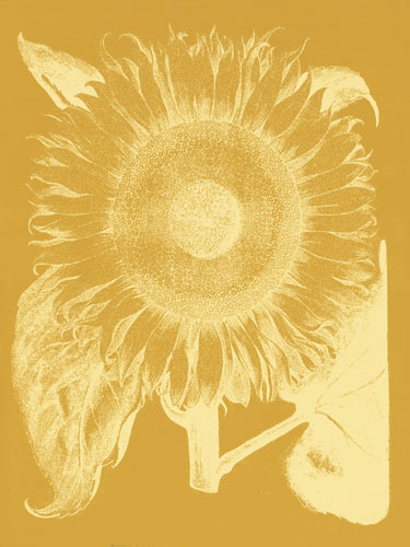 Compatible Floral for JAHRRIESNGE flowers-lpf06714 Compatible Floral JAHRRIESNGE for flowers-lpf06714