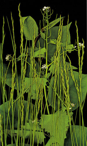 Compatible Floral for JAHRRIESNGE flowers-lpf06753 Compatible Floral JAHRRIESNGE for flowers-lpf06753