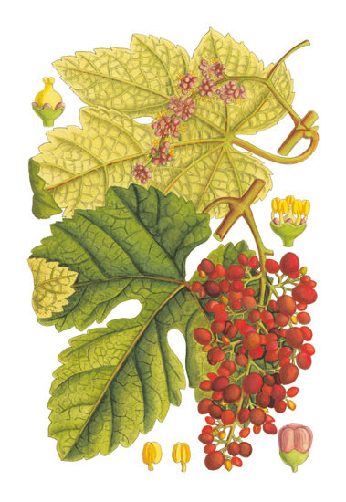 Compatible Floral for JAHRRIESNGE flowers-lpf06763 Compatible Floral JAHRRIESNGE for flowers-lpf06763