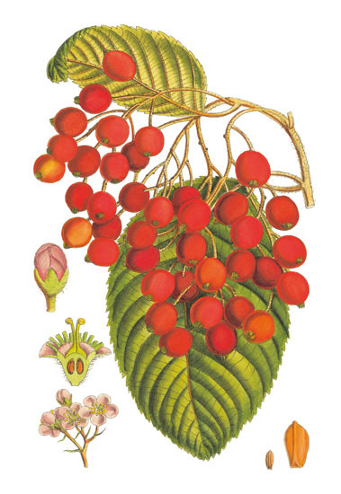 Compatible Floral for JAHRRIESNGE flowers-lpf06764 Compatible Floral JAHRRIESNGE for flowers-lpf06764