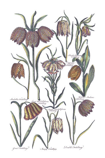 Compatible Floral for JAHRRIESNGE flowers-lpf06819 Compatible Floral JAHRRIESNGE for flowers-lpf06819