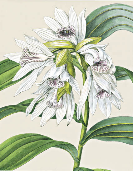 Compatible Floral for JAHRRIESNGE flowers-lpf06827 Compatible Floral JAHRRIESNGE for flowers-lpf06827