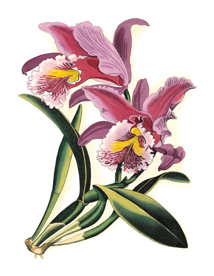 Compatible Floral for JAHRRIESNGE flowers-lpf06831 Compatible Floral JAHRRIESNGE for flowers-lpf06831