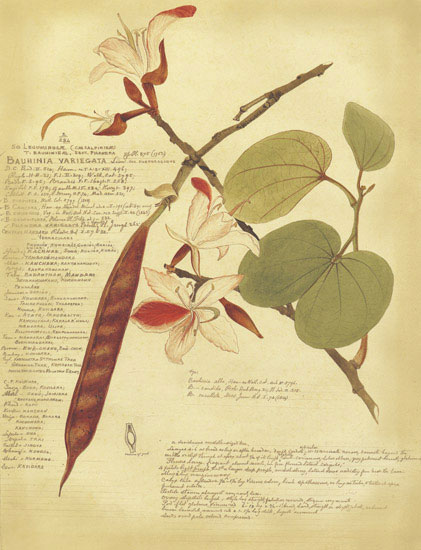 Compatible Floral for JAHRRIESNGE flowers-lpf06856 Compatible Floral JAHRRIESNGE for flowers-lpf06856