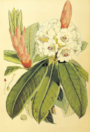 Compatible Floral for JAHRRIESNGE flowers-lpf06857 Compatible Floral JAHRRIESNGE for flowers-lpf06857