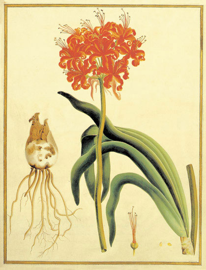 Compatible Floral for JAHRRIESNGE flowers-lpf06864 Compatible Floral JAHRRIESNGE for flowers-lpf06864