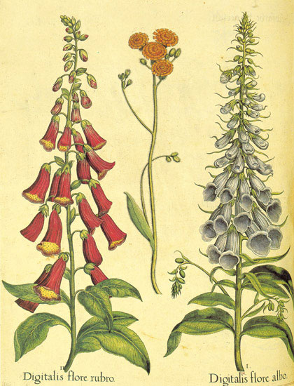 Compatible Floral for JAHRRIESNGE flowers-lpf06867 Compatible Floral JAHRRIESNGE for flowers-lpf06867