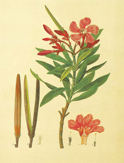 Compatible Floral for JAHRRIESNGE flowers-lpf06872 Compatible Floral JAHRRIESNGE for flowers-lpf06872