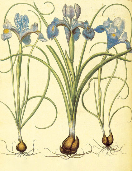 Compatible Floral for JAHRRIESNGE flowers-lpf06875 Compatible Floral JAHRRIESNGE for flowers-lpf06875