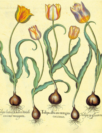 Compatible Floral for JAHRRIESNGE flowers-lpf06877 Compatible Floral JAHRRIESNGE for flowers-lpf06877