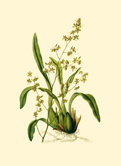 Compatible Floral for JAHRRIESNGE flowers-lpf06882 Compatible Floral JAHRRIESNGE for flowers-lpf06882