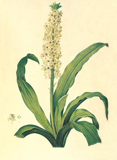 Compatible Floral for JAHRRIESNGE flowers-lpf06883 Compatible Floral JAHRRIESNGE for flowers-lpf06883