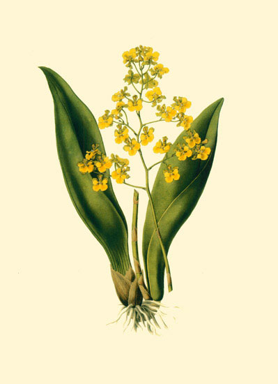 Compatible Floral for JAHRRIESNGE flowers-lpf06890 Compatible Floral JAHRRIESNGE for flowers-lpf06890