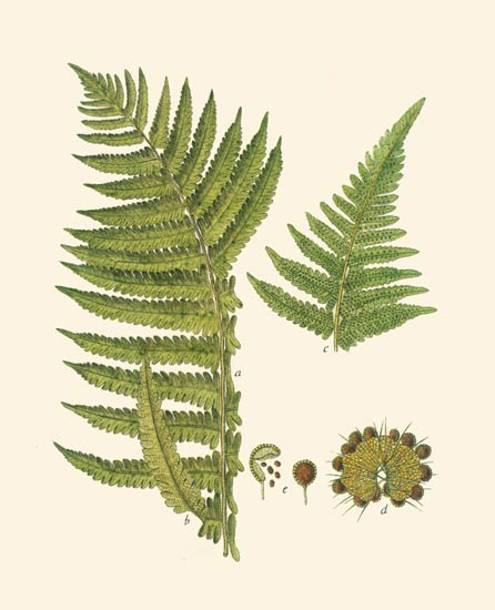 Compatible Floral for JAHRRIESNGE leaves-lpf06900 Compatible Floral JAHRRIESNGE for leaves-lpf06900