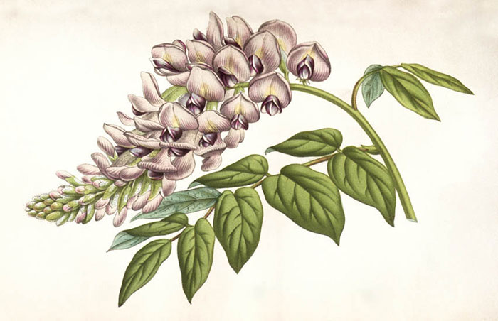 Compatible Floral for JAHRRIESNGE flowers-lpf06931 Compatible Floral JAHRRIESNGE for flowers-lpf06931