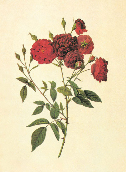 Compatible Floral for JAHRRIESNGE flowers-lpf06948 Compatible Floral JAHRRIESNGE for flowers-lpf06948