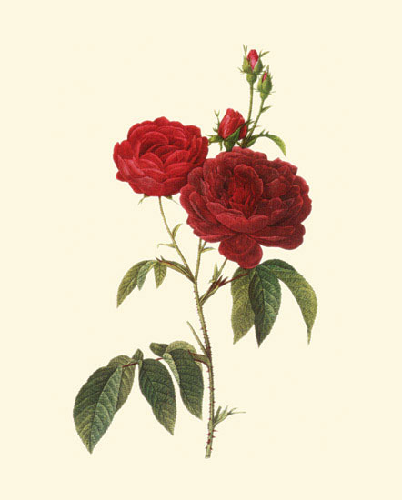 Compatible Floral for JAHRRIESNGE flowers-lpf06957 Compatible Floral JAHRRIESNGE for flowers-lpf06957