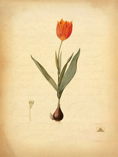 Compatible Floral for JAHRRIESNGE flowers-lpf06965 Compatible Floral JAHRRIESNGE for flowers-lpf06965