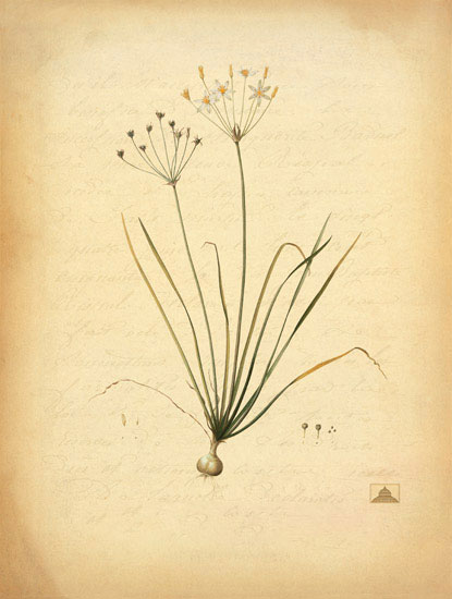 Compatible Floral for JAHRRIESNGE flowers-lpf06970 Compatible Floral JAHRRIESNGE for flowers-lpf06970