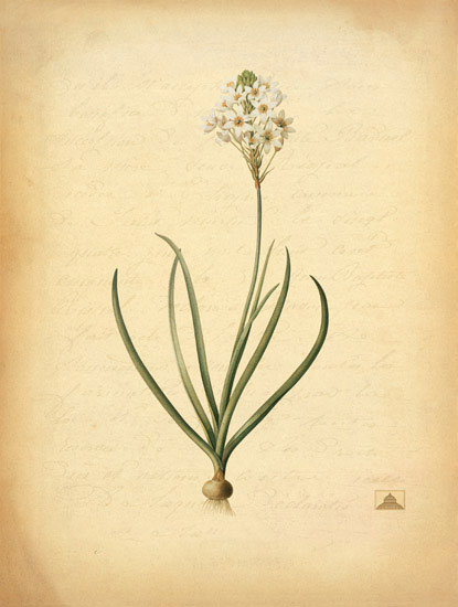 Compatible Floral for JAHRRIESNGE flowers-lpf06971 Compatible Floral JAHRRIESNGE for flowers-lpf06971