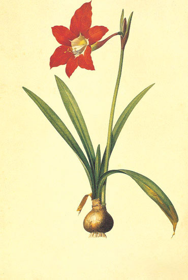 Compatible Floral for JAHRRIESNGE flowers-lpf06972 Compatible Floral JAHRRIESNGE for flowers-lpf06972