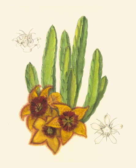 Compatible Floral for JAHRRIESNGE flowers-lpf06976 Compatible Floral JAHRRIESNGE for flowers-lpf06976