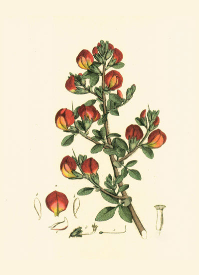 Compatible Floral for JAHRRIESNGE flowers-lpf06980 Compatible Floral JAHRRIESNGE for flowers-lpf06980