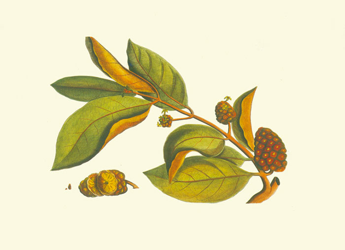 Compatible Floral for JAHRRIESNGE flowers-lpf06981 Compatible Floral JAHRRIESNGE for flowers-lpf06981