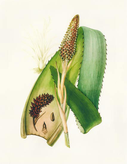 Compatible Floral for JAHRRIESNGE flowers-lpf06988 Compatible Floral JAHRRIESNGE for flowers-lpf06988