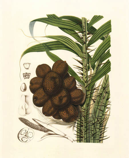 Compatible Floral for JAHRRIESNGE flowers-lpf06992 Compatible Floral JAHRRIESNGE for flowers-lpf06992