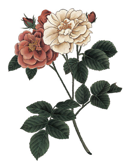 Compatible Floral for JAHRRIESNGE flowers-lpf07001 Compatible Floral JAHRRIESNGE for flowers-lpf07001