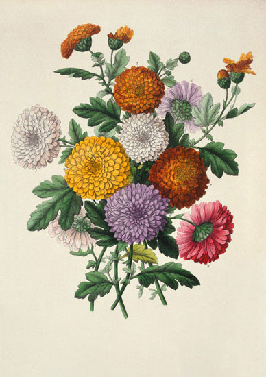 Compatible Floral for JAHRRIESNGE flowers-lpf07002 Compatible Floral JAHRRIESNGE for flowers-lpf07002