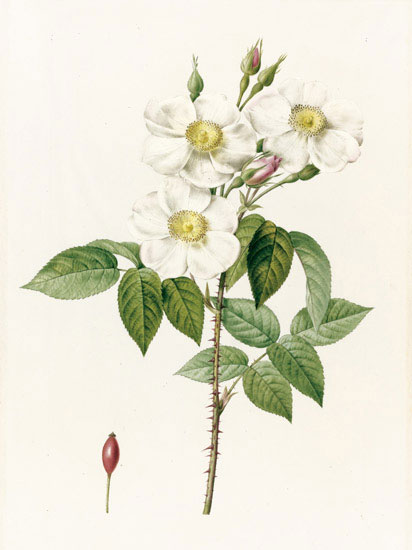 Compatible Floral for JAHRRIESNGE flowers-lpf07020 Compatible Floral JAHRRIESNGE for flowers-lpf07020